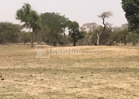 Terrain Agricole de 3,3 hectares à Pire