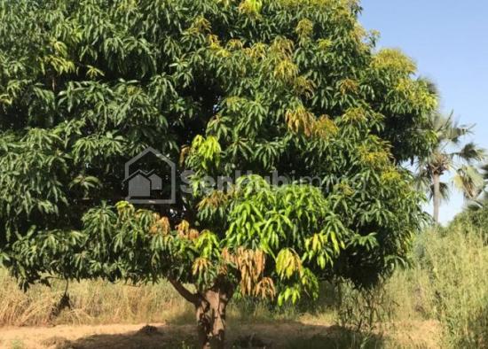 Ferme Agricole de 1,3 hectare à Fimela