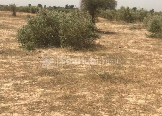Terrain Agricole de 100 hectares à Koul