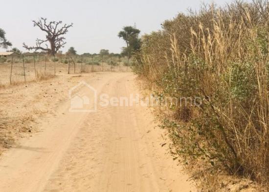 Verger Fruitier de 6686 m² à Malicounda