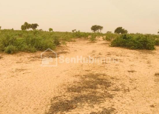 Terrain Agricole de 50 hectares à Touba Toul