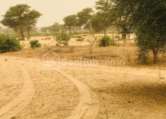 Terrain Agricole de 04 hectares à Thiénaba