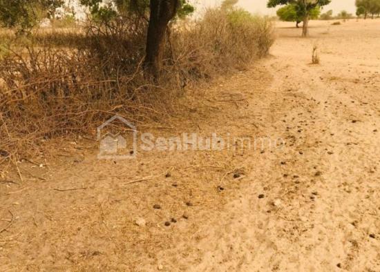 Terrain Agricole de 5,96 hectares à Thiénaba