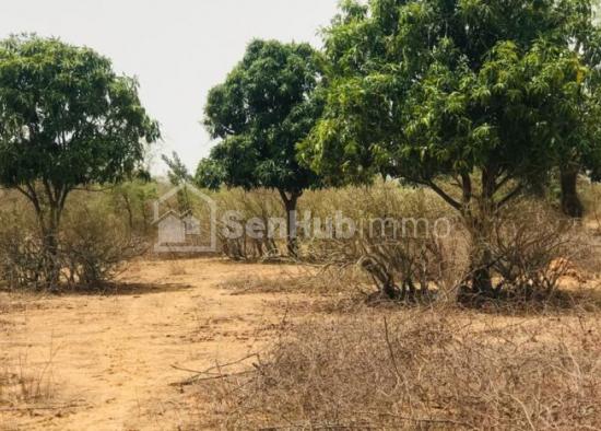 Verger Fruitier  de 1,44 hectare à Sindia