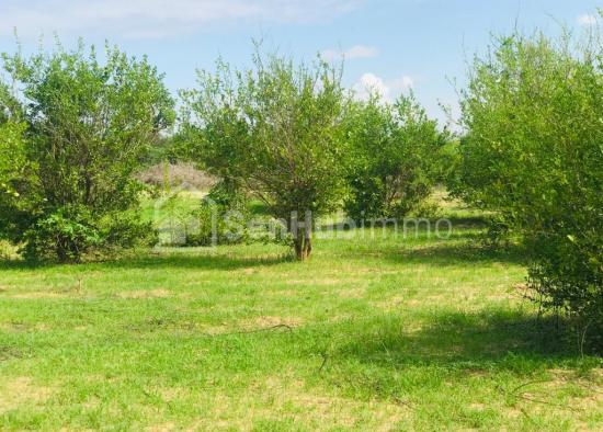 Verger Fruitier de 2,58 hectares à Diender