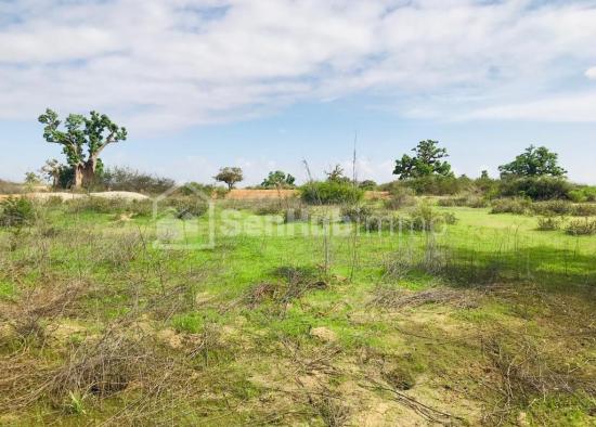 Terrain Agricole de 1,2 hectare à Diender