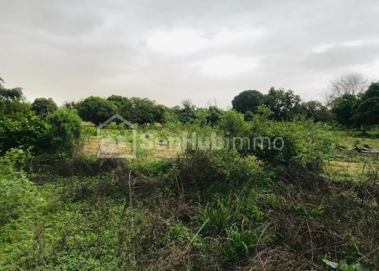 Verger Fruitier de 5600 m² à Fandéne