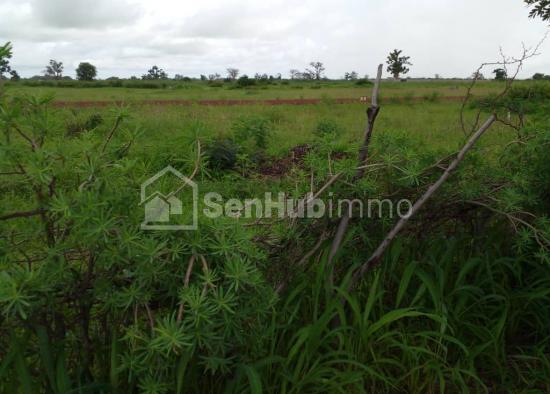 Verger Agricole de 1 Hectare à Sandiara