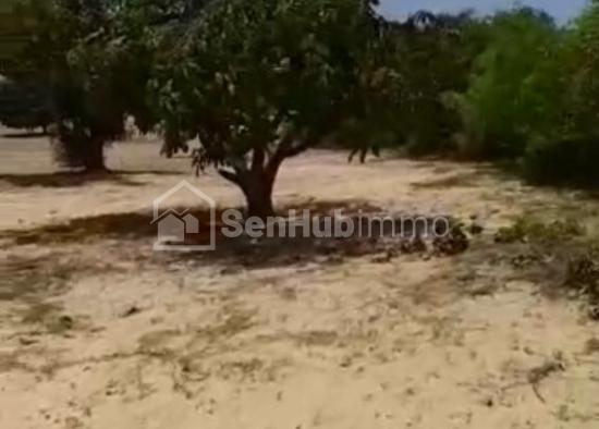 Verger Fruitier de 1,3 hectare à Taïba Ndiaye